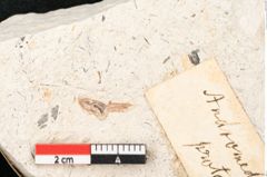 Foto (Detailansicht) von Andromeda protogaea Unger (NHMW-GEO-2024-0188-8158)